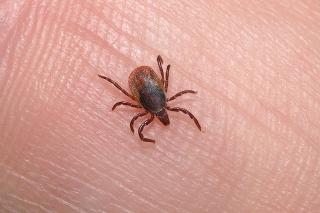 Cuidados para aproveitar o verão e evitar o contágio da Febre Maculosa. 