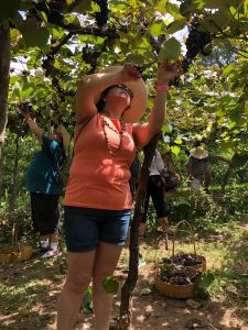 imagem mostra mulher em primeiro plano, em um parreiral, colhendo cacho de uva. no chão algumas cestas com uvas e ao fundo mais pessoas colhendo,