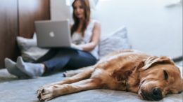 imagem mostra mulher sentada em uma cama, com laptop no colo e cão deitado ao lado, quase dormindo.
