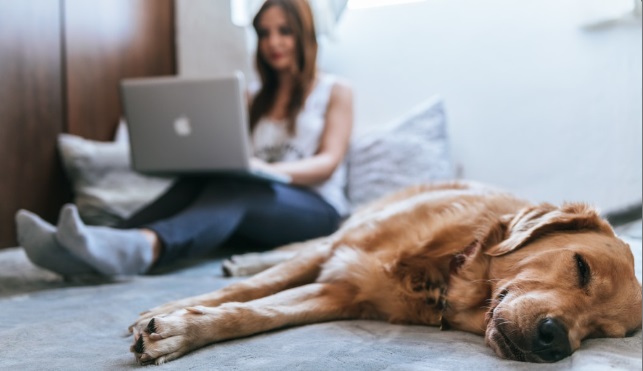 imagem mostra mulher sentada em uma cama, com laptop no colo e cão deitado ao lado, quase dormindo.