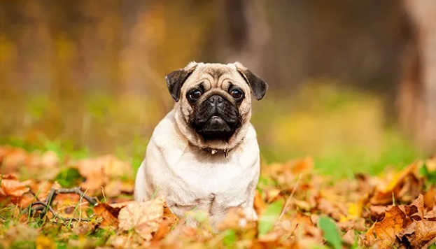 imagem de um cão pug sentado sobre muitas folhas de outono.