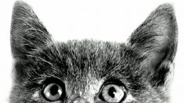 imagem de dos olhos e orelhas de um gato cinza, olhand para cima
