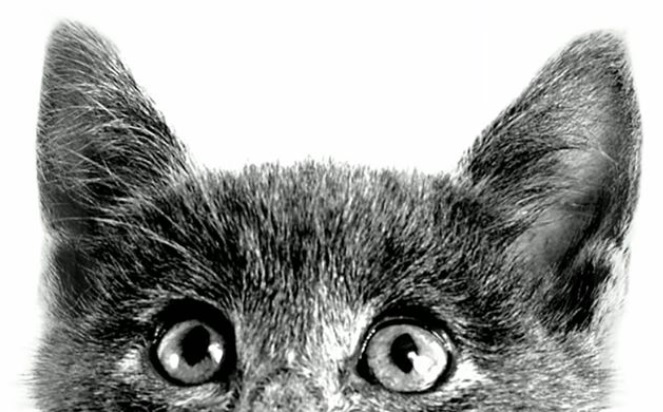 imagem de dos olhos e orelhas de um gato cinza, olhand para cima
