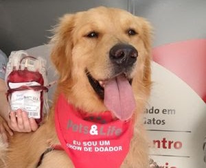 imagem de cão labrador doando sangue