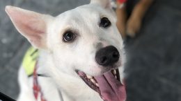 Imagem do rosto de um dos cães disponibilizado para adoção