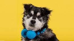 proteção contra fogos de artifício, cachorro da raça border collie com um fone de ouvido azul no pescoço, olhando para a câmera
