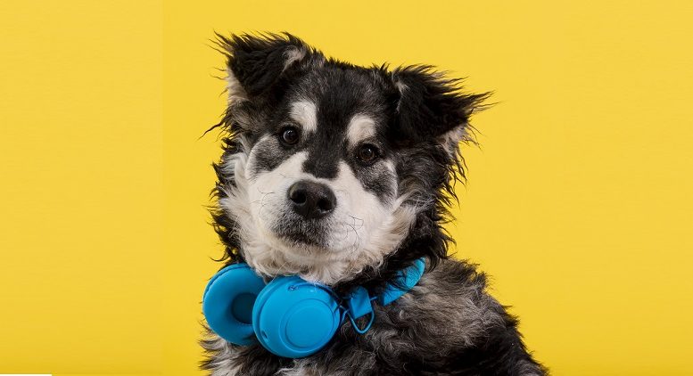 proteção contra fogos de artifício, cachorro da raça border collie com um fone de ouvido azul no pescoço, olhando para a câmera