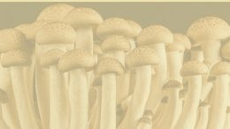 cogumelos com uma imagem em tela marrom