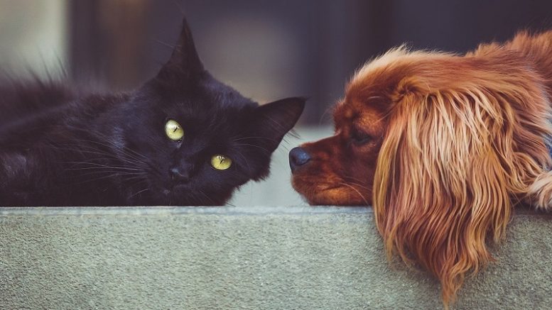estrelas do podcast dos pets a imagem mostra um gato preto deitado, se vê a cabeça encostada em uma base de cimento, e ao lado a cabeça de um cão cocker spaniel também deitado olhando para ele.