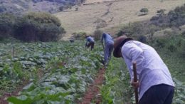 agricultores da AAT vistos de costas, trabalhando com enxads em uma roça de verduras, ao fundo se vê colinas de Terespolis