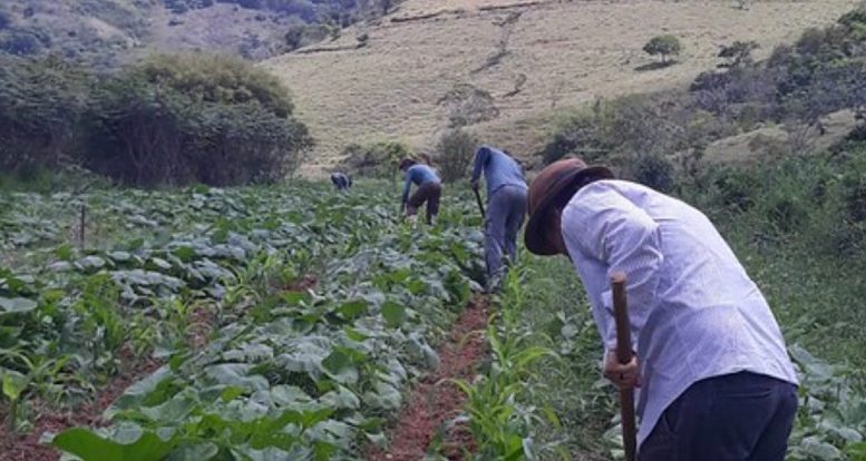 agricultores da AAT vistos de costas, trabalhando com enxads em uma roça de verduras, ao fundo se vê colinas de Terespolis