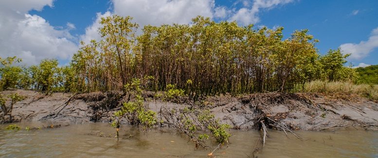 imagem de um manguzal aberto, com plantas e área alagada