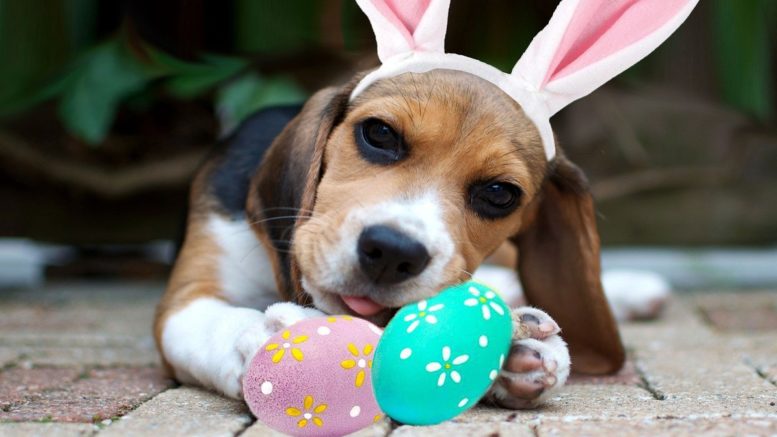 cachorrinho beagle com tiara de orelhas de coelho, deitadinho com dois ovos pintados de azul e rosa