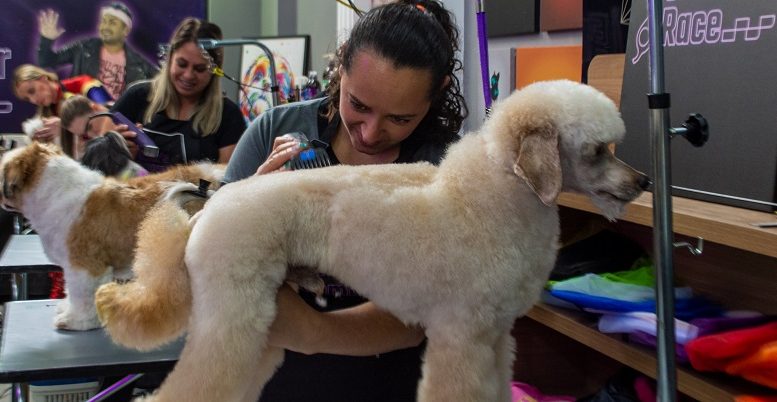 em primeiro plano um cão poodle em pé, em cima de uma mesa de tosa, é possivel ver outras mesas atrás com outros cães e tosadores