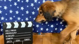 cãozinho no cinema - o filhote Kakashi com placa de hollywood
