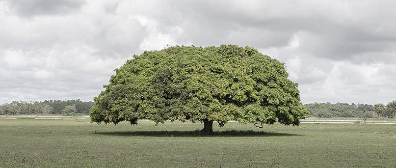 Foto que faz parte da Exposição Lugares: "Marajó"