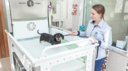 cão daschund fazendo fisioterapia na água em um aparelho alto, com a veterinária ao lado.,
