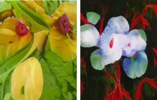 imagens de flores da exposição Botannica Tirannica