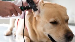 imagem de um cachorro caramelo deitando em uma maca e a mão do vet colocando o otoscópio no ouvido dele para observar