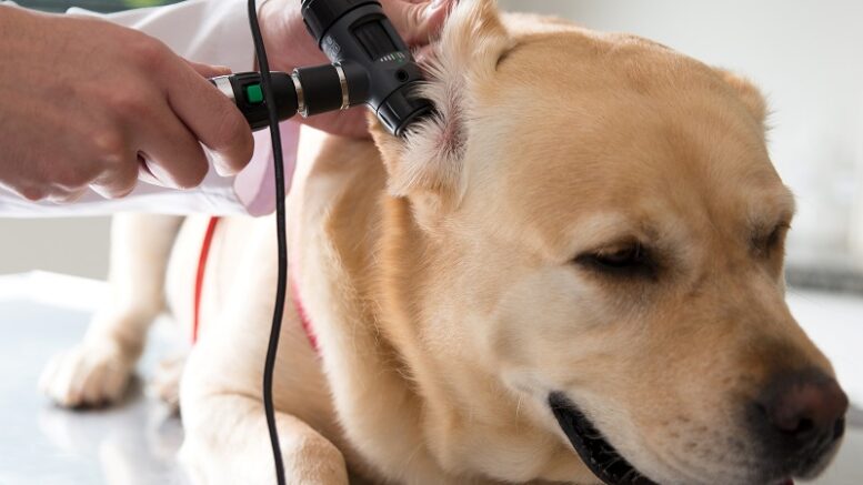 imagem de um cachorro caramelo deitando em uma maca e a mão do vet colocando o otoscópio no ouvido dele para observar