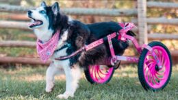 foto de Maya, uma husky que usa cadeira de rodas cor de rosa.