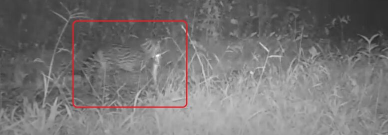 jaguatirica com uma presa na boca, vista por uma câmera noturna