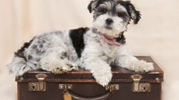 Cachorro em cima de mala de viagem