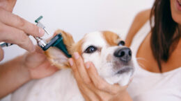 veterinário examinando ouvido de um cachorro branco e marrom com um otoscópio. uma segunda pessoa ajuda segurando a cabeça do animal.