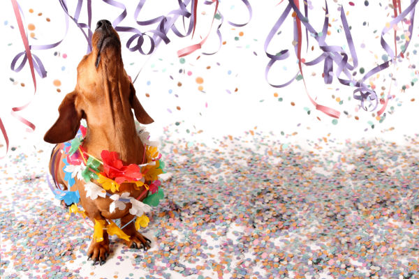 imagem de um cachorro salsicha olhado para cima de onde caem serpentinas e confetes