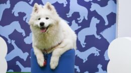 cão akita posando em uma espécie de pedestal azul com um fundo azul de cachorrinhos desenhados