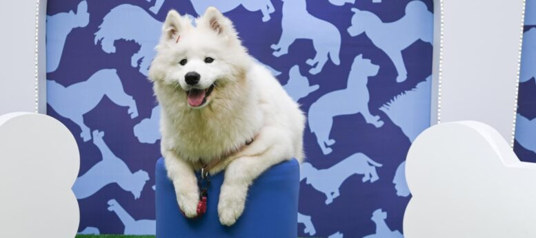 cão akita posando em uma espécie de pedestal azul com um fundo azul de cachorrinhos desenhados