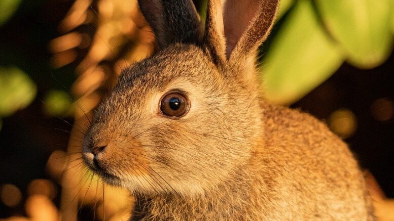 imagem de um coelho castanho na natureza