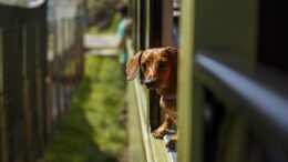 cachorro salcicha olhando pela janela do trem