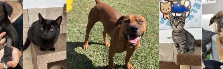 Imagem de cinco pets que estarão no evento de adoção do Morumbi Shopping