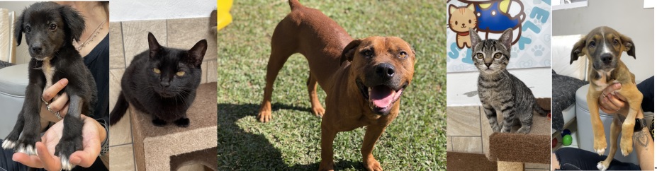 Imagem de cinco pets que estarão no evento de adoção do Morumbi Shopping