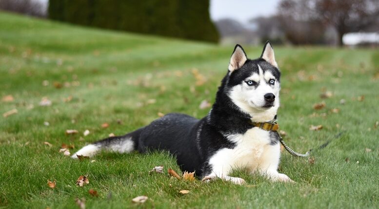 husky siberiano deitado em um gramado