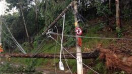 imagem de uma árvore caída sobre fiação eletrica