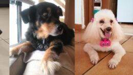 quatro fotos de cachorros de diferentes portes usando o blindog
