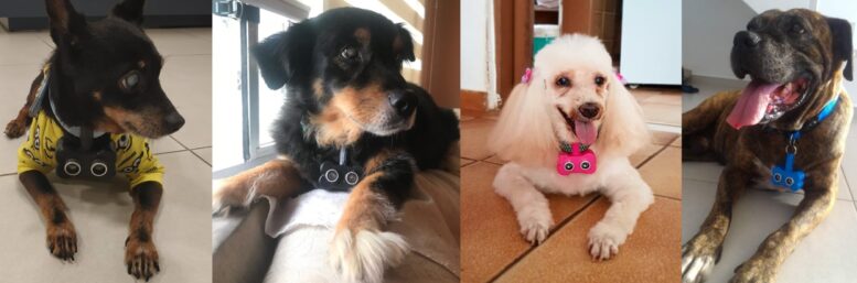 quatro fotos de cachorros de diferentes portes usando o blindog