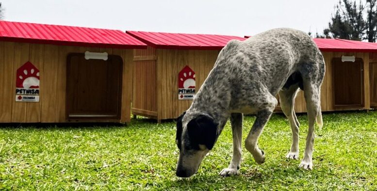 imagem de um cachorro de porte médio, branco com muitas pintas pretas e manchas pretas maiores na cabeça, cheirando a grama em frente a uma série de casinhas de madeira