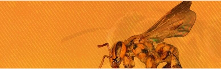 arte em fundo laranja com o desenho de uma abelha vista de lado
