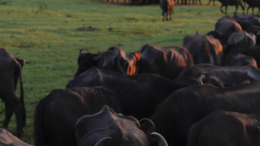 imagem de bufalas em um pasto