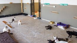 um dos comodos da ong com gatos no chão e 'prateleiras' e escadas para eles nas paredes