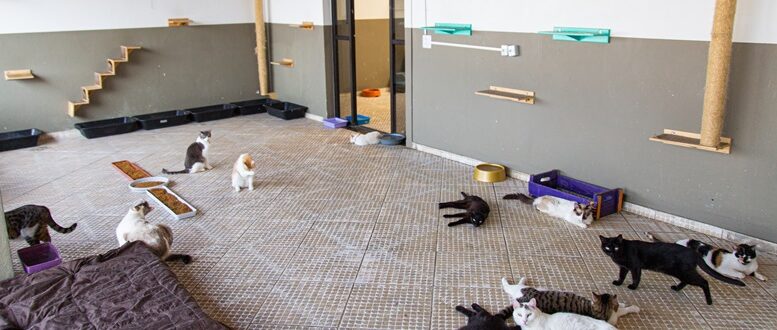 um dos comodos da ong com gatos no chão e 'prateleiras' e escadas para eles nas paredes