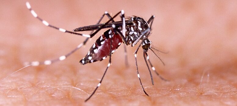 mosquito aedes aegypt i pousado em um braço humano