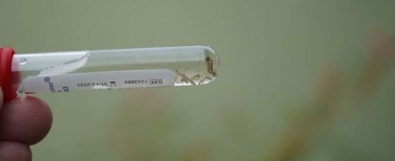 tubo de coleta com água e larvas do mosquito da dengue