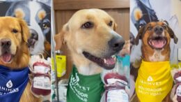 três fotos coladas lado a lado de cachorros doadores de sangue, com bandanas coloridas e a bolsa de sangue que doaram ao lado deles.