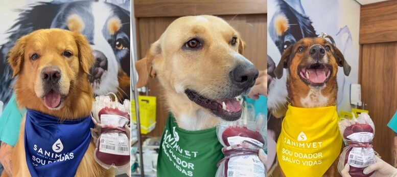 três fotos coladas lado a lado de cachorros doadores de sangue, com bandanas coloridas e a bolsa de sangue que doaram ao lado deles.