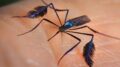 Sabethes mosquito transmissor da febre amarela