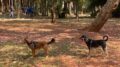 dois cães um marrom e um preto, soltos no parcão do Ibirapuera